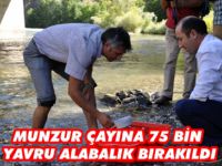 Munzur Çayı'na 75 bin yavru alabalık bırakıldı