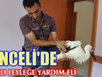 Tunceli'de Yaralı Leyleğe Yardım Eli