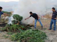 Çemişgezek’te hint keneviri ele geçirildi