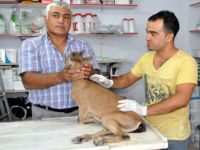 Yaralı Oğlak Doğaya Bırakılacak