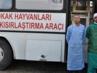 Sokak hayvanları kontrol altına alınıyor