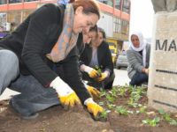Tunceli'de Çevre Düzenlemesi Çalışmaları