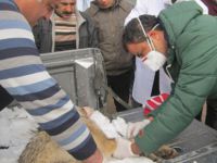 Tunceli Gıda, Tarım ve Hayvancılık Müdürlüğünden Kuduz Hastalığı açıklaması
