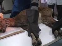 Muhtarlardan, "Avcılığa Hayır" kampanyasına destek