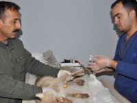 Ayağı Kırık Tilkiye Yardım Eli