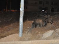 Tunceli'de aç kalan domuzlar mahalleye indi