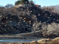 Tunceli'nin Biyolojik Çeşitliliği Kayıt Altına Alınıyor