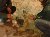 Ovacık’ta sokak köpekleri zehirlenerek öldürüldü