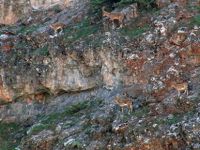 Tunceli'de Av Yasağı
