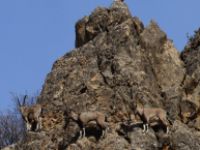 Tunceli'de Doğayla İç İçe Kaplıca