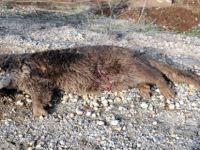 Tunceli'de Su Samuru Yol Kenarında Ölü Bulundu
