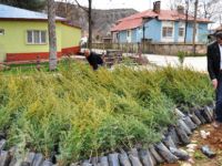 Tunceli'de Vatandaşlara Fidan Dağıtıldı