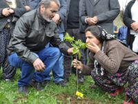 Anne ve Babası Berkin İçin Ovacık’ta  Fidan Dikti