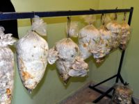 Ayakkabı Tamir Atölyesinde Mantar Üretiyor