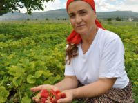 Tuncelili Kadın Girişimciden Çilek Üretimi
