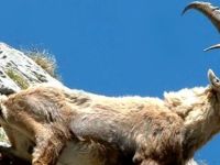 Yaban keçisi vuran kişiye rekor ceza