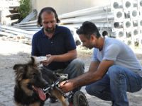 Beli kırılan köpek, tekerlekli yürüteçle hayata bağlandı