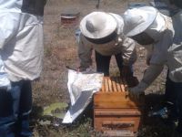 Organik Arıcılık Projeleri Sürüyor