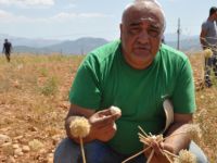 Tunceli'de Dağ Sarımsağının Hasadı Yapıldı