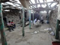 Sarı Saltık