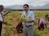 Tunceli'de organik fasulye hasadı