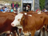 İthal Damızlık Düveler Çemişgezek’e Ulaştı