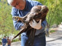 Tunceli'de Yaralı Kartala Yardım Eli