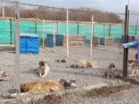 Pülümür'de sokak köpekleri kısırlaştırılıyor