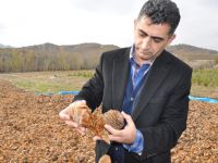 Dağlara Sedir Tohumları Ekiliyor