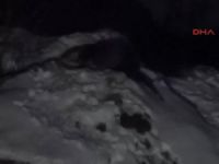 Nesilleri tükenmekte olan Su Samuru Munzur'da görüntülendi