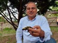 Dersim’de "Lekeli Semender" arandı