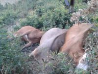 Yüksek gerilim hattına kapılan inekler telef oldu