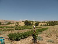 Dersim’de tarımsal hibe destekleri