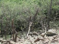 Savaş uçakları PKK'lıların mağaralarını bombaladı