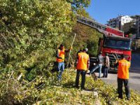 Ağaç Budama Çalışmaları Başladı