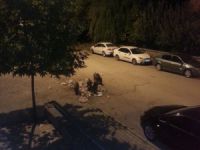 Yaban domuzları şehre indi