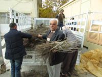 Hozat'ta 10 bin ceviz fidanı toprakla buluşacak