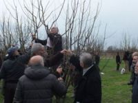 Bursa’da Dersimli çiftçilere fidan eğitimi