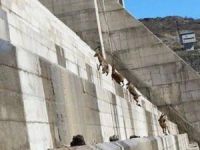 Dersim'de kaçak baraj dağ keçilerinin yaşam alanlarını yok etti