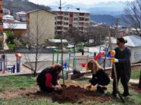 Kadın Merkezi Ağaç Dikti