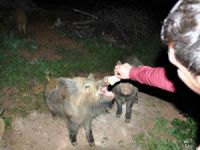 Yaban domuzlarını elleriyle besliyorlar
