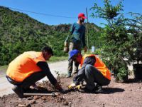 Bitki dikim çalışmaları sürüyor