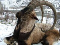 7 yaban keçisi av turizm için ihale edilecek