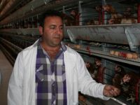 Avrupa’dan Gelip Tavuk Çiftliği Kurdu