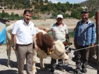 Dersim’de yetiştiricilere damızlık boğa dağıtımı