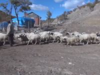 Dersim'de kış hazırlıkları başladı