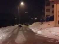 Aç kalan domuz sürüsü kent merkezine indi