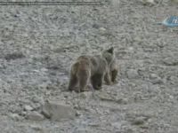 Dersim’de kış uykusuna yatmayan Ayı Ailesi görüntülendi