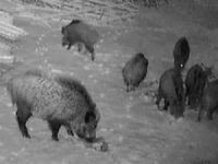 Domuzlar İlçe Merkezinde Görüntülendi