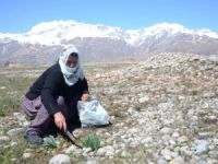 Birçok Faydası Bulunan 'Gulik Otu' Kadınların Ekmek Kapısı Oldu